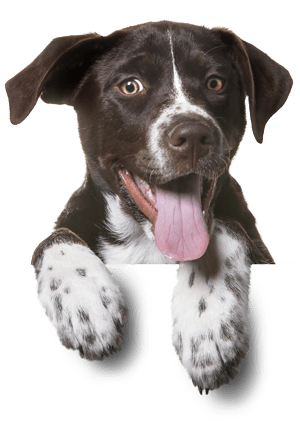 Smiling dog in footer