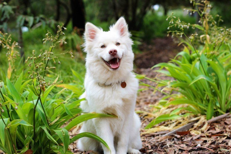 White dog in the woods