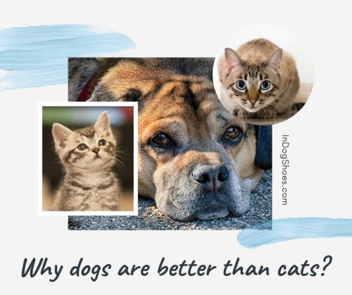 Why dogs are better than cats