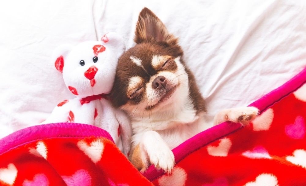 Where should my dog sleep at night time