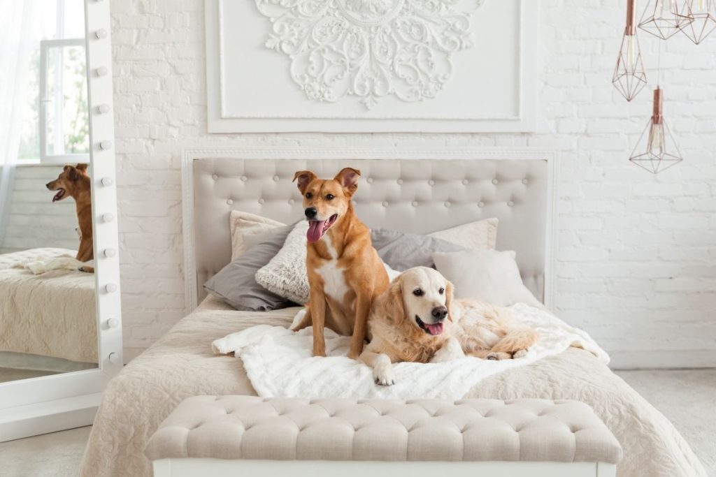 Are dog hotels any good